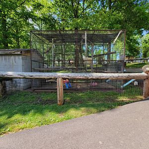 Hovatter's - Ring-tailed lemurs