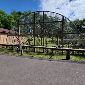 Hovatter's - White-faced capuchin