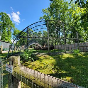 Hovatter's - Tiger (white)