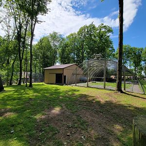 Hovatter's - Tiger (white)