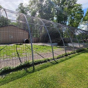 Hovatter's - Tiger (white)