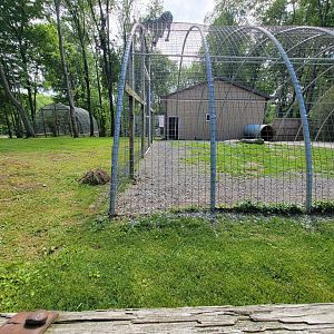 Hovatter's - Tiger (white)