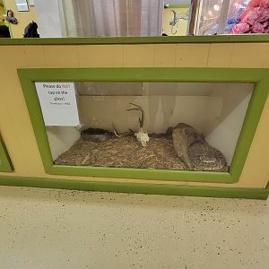 Hovatter's - Unsigned rattler under food counter