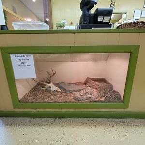 Hovatter's - Unsigned rattlers under food counter