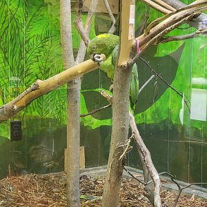 Hovatter's - Unsigned amazons