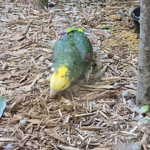 Hovatter's - Unsigned amazons