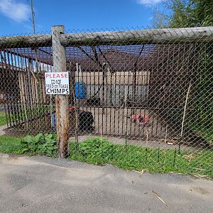 Hovatter's - Chimpanzee #1