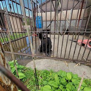 Hovatter's - Chimpanzee #1