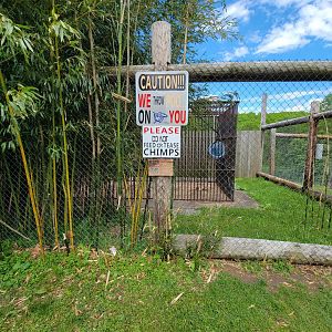 Hovatter's - Chimpanzee #2