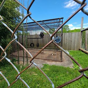 Hovatter's - Chimpanzee #2