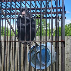 Hovatter's - Chimpanzee #2