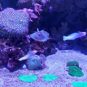 Dartfish ID (Helfrich's?)