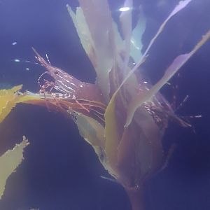 Spot Prawn (Pandalus platyceros)