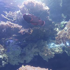 Clownfish ID