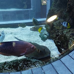 Blue-spot stingray and Bodianus perditio in the continental shelf tank