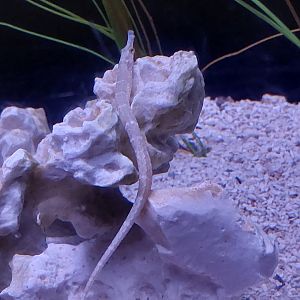 Pipefish ID