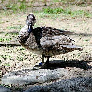 One of the Resident Marbled Teal Hens.