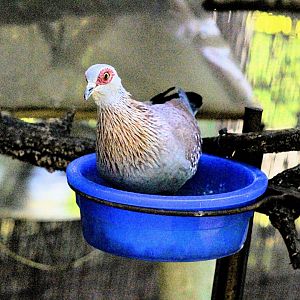 Speckled Pigeon in a Food Dish