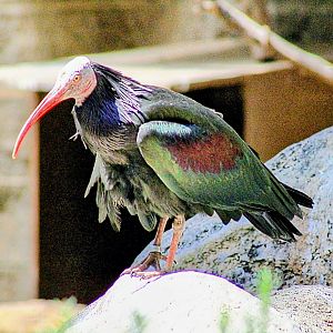 One of Resident Waldrapp Ibises