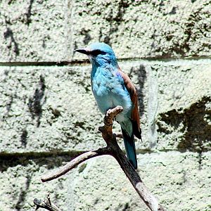 The Resident Male European Roller