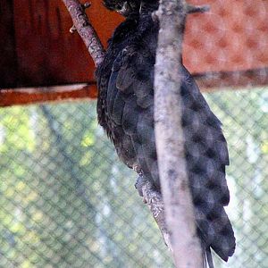 One of the Resident Lesser Vasa Parrots