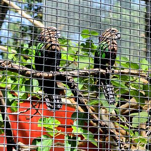 Resident Pair of Hawk-head Parrots