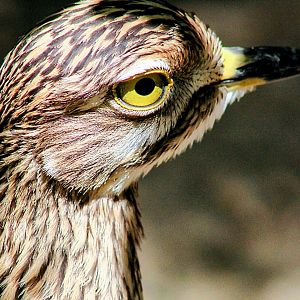 Close Up of One of the Resident Spotted Thick-knees