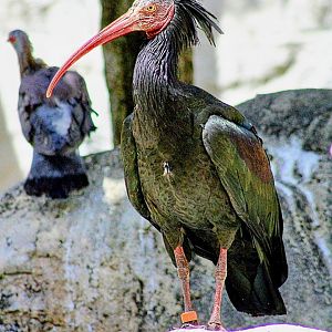 Waldrapp Ibis and Speckled Pigeon