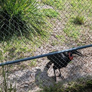 Ground hornbill - Pemba Savanna