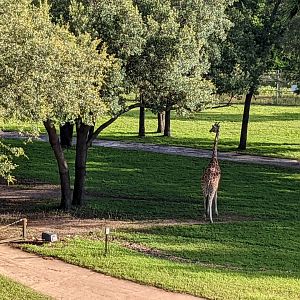 Giraffe - Arusha Savanna
