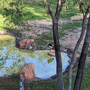 East African crowned crane
