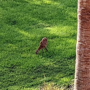 Sitatunga  - taken from Jambo house stairwell