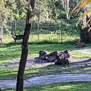 Wildebeest and waterbuck - Arusha Savanna