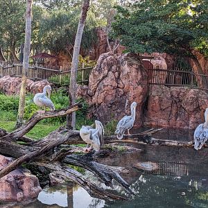 Pink backed pelican - Arusha Savanna