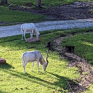 Addax - Sunset savanna