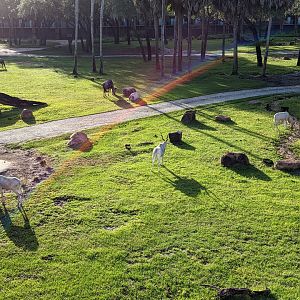 Addax, wildebeest, ostrich - Sunset savanna