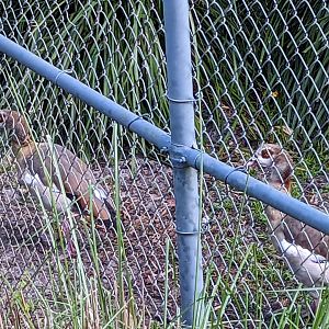 Eqyptian goose - Pemba savanna