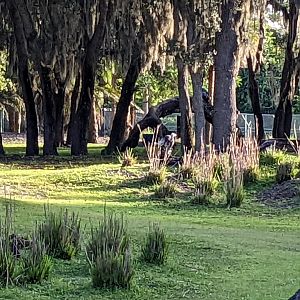 Ruppell's griffon vulture - Pemba savanna