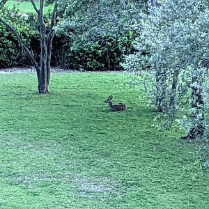 Lesser kudu - Arusha savanna