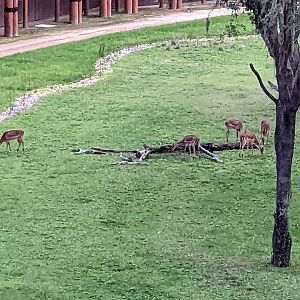 Impala - Arusha savanna