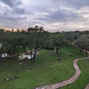Wildebeest - Arusha savanna