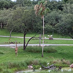 Giraffe, addax, impala, spoonbill - Uzima savanna