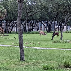 Common eland, watusi, giraffe - Uzima savanna
