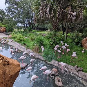 Greater flamingo - pen off of Uzima savanna/Pool