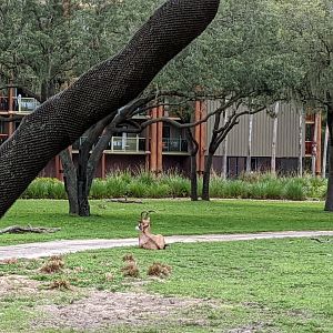 Roan antelope- Arusha savanna