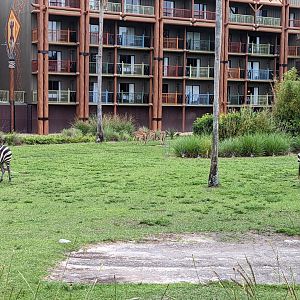 Hartman's mountain zebra, impala - Arusha savanna