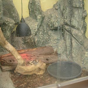 Odsherred Zoo - Paraná - Boa exhibit