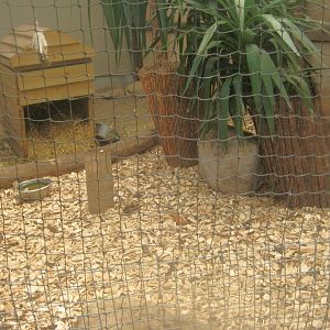Odsherred Zoo - Paraná - Agouti exhibit