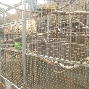 Odsherred Zoo - Paraná - Parrot aviary