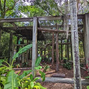 Clouded leopard habitat